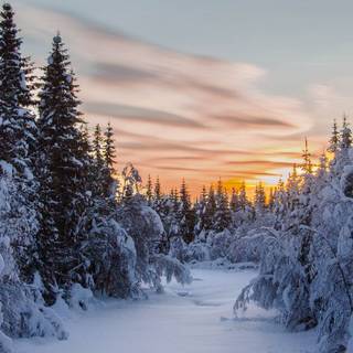 Winter forest Macbook wallpaper