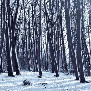 Winter forest Macbook wallpaper
