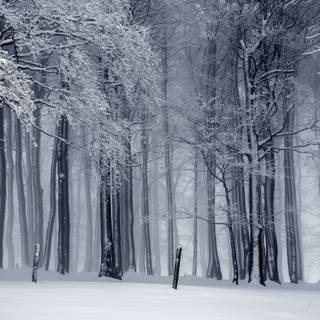 Winter forest Macbook wallpaper