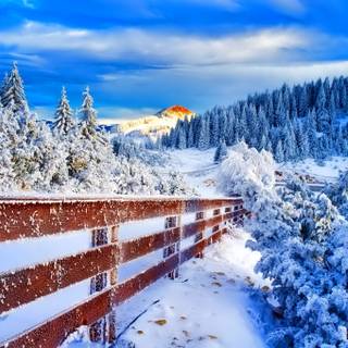 Winter forest Macbook wallpaper