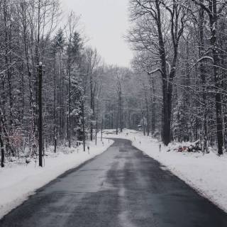 Winter forest Macbook wallpaper