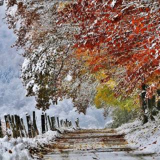 Winter artistic wallpaper