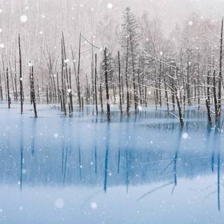 Winter forest Macbook wallpaper