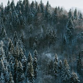 Winter forest Macbook wallpaper