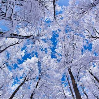 Winter forest Macbook wallpaper