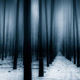 Winter forest Macbook wallpaper