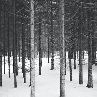 Winter forest Macbook wallpaper