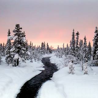 Winter forest Macbook wallpaper