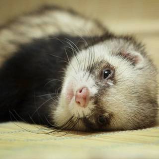Cute ferrets wallpaper