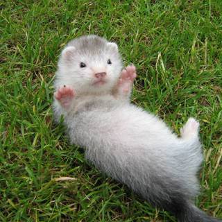 Cute ferrets wallpaper