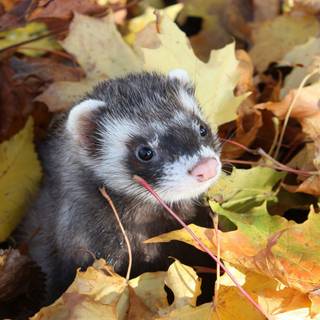 Cute ferrets wallpaper