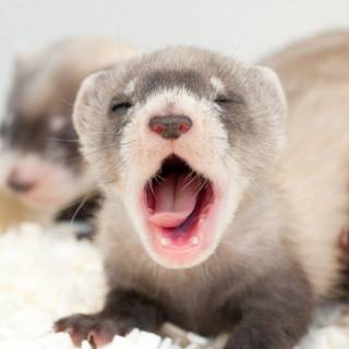Cute ferrets wallpaper