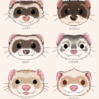 Cute ferrets wallpaper