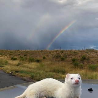 Cute ferrets wallpaper