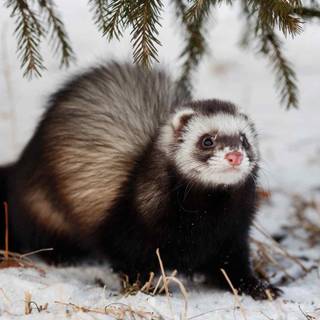 Cute ferrets wallpaper