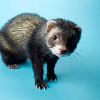 Cute ferrets wallpaper