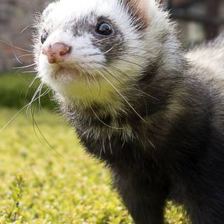 Cute ferrets wallpaper