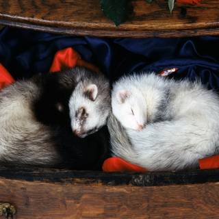 Cute ferrets wallpaper