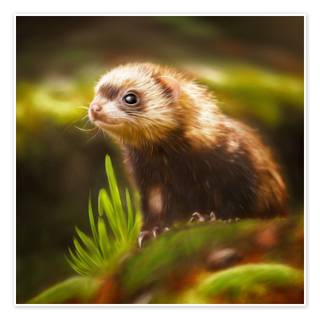 Cute ferrets wallpaper