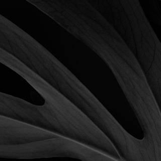 Full black 4k iPhone wallpaper