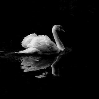 Full black 4k iPhone wallpaper