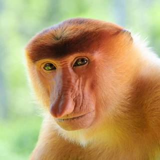 Proboscis wallpaper