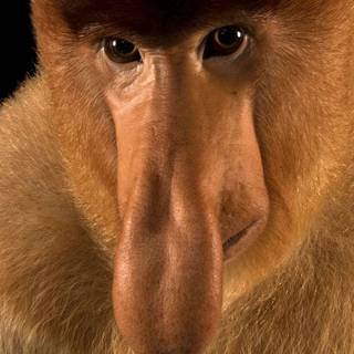 Proboscis wallpaper