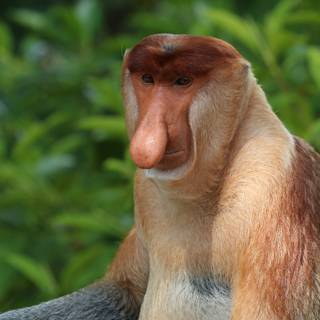 Proboscis wallpaper
