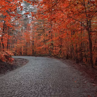 Street view autumn iPhone wallpaper