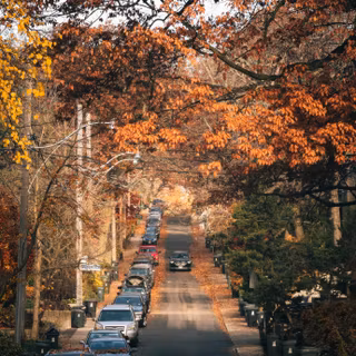 Street view autumn iPhone wallpaper