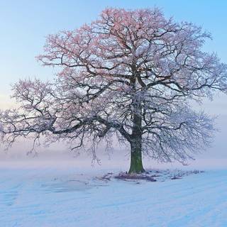 Winter Korean wallpaper