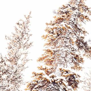 Winter Christmas preppy wallpaper