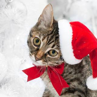 Winter Christmas preppy wallpaper