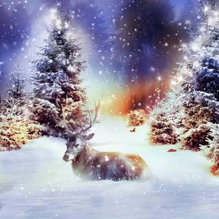 Winter Christmas landscape wallpaper