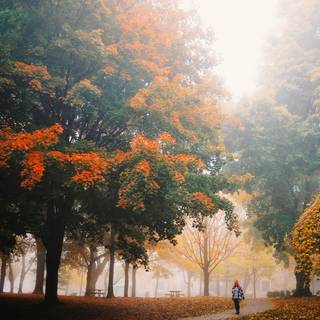 Street view autumn iPhone wallpaper