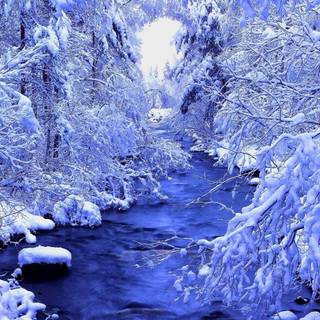 Winter forest river wallpaper