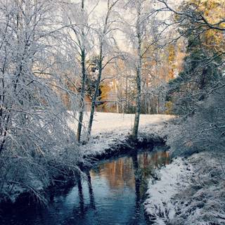 Winter forest river wallpaper