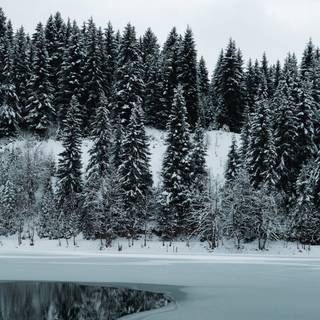 Winter forest river wallpaper