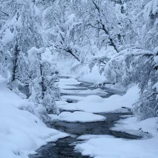 Winter forest river wallpaper