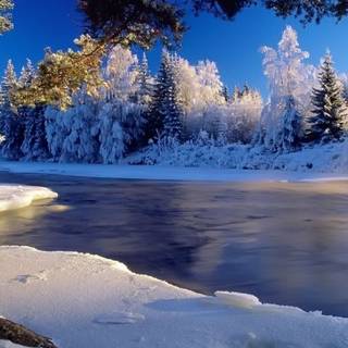 Winter forest river wallpaper