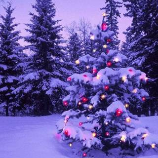 Violet Christmas wallpaper