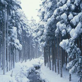 Winter forest river wallpaper