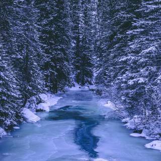 Winter forest river wallpaper