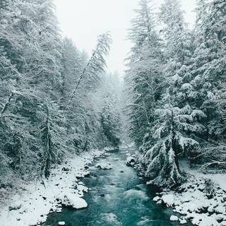 Winter forest river wallpaper