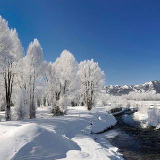 Winter forest river wallpaper
