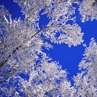 Blue winter scenery wallpaper