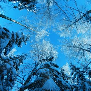 Blue winter scenery wallpaper