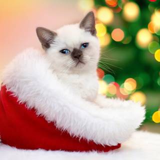 1600x900 Christmas wallpaper