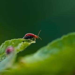 Insects 4k wallpaper