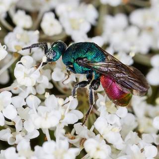 Insects 4k wallpaper